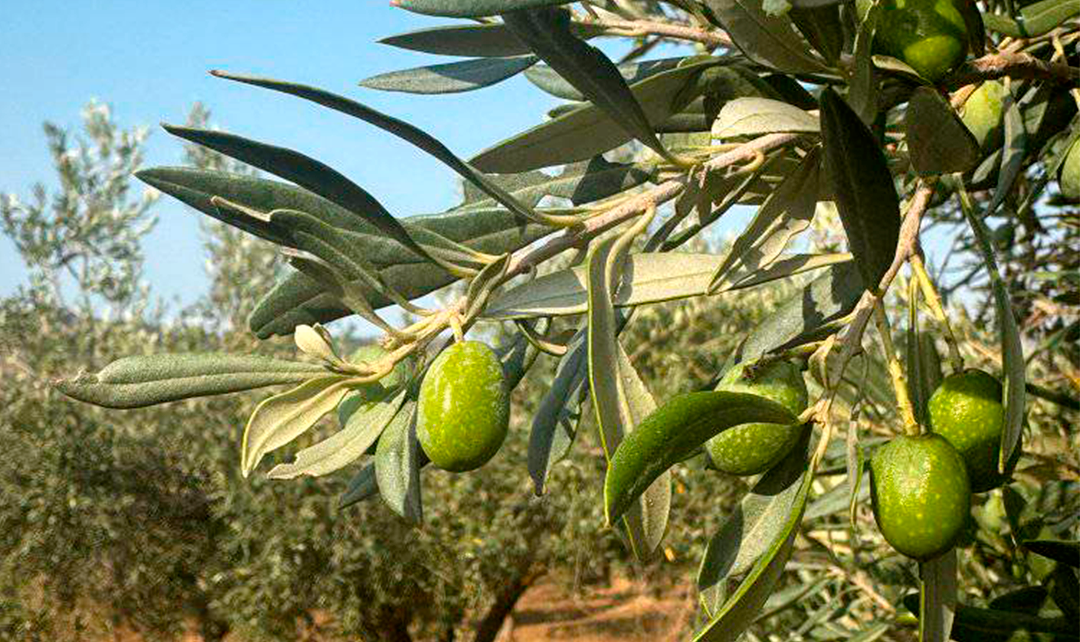 Olio Nonno Giulio