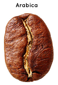 How does an Arabica bean look like? Arabica-beans-big