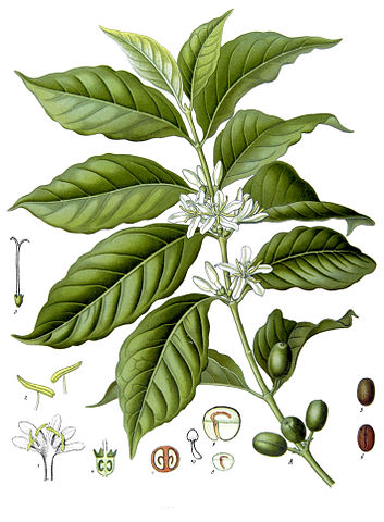 What does the coffee plant look like? Coffeeplant-Coffea